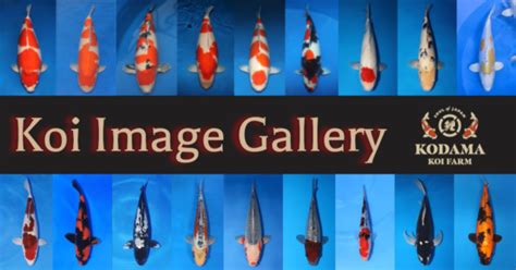 fish photo|Koi Image Gallery: Stunning Koi Fish Images from Kodama Koi .